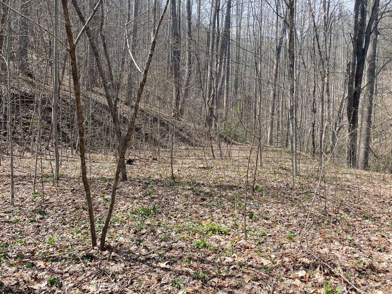 Jackson Co NC 82 Ingram-07