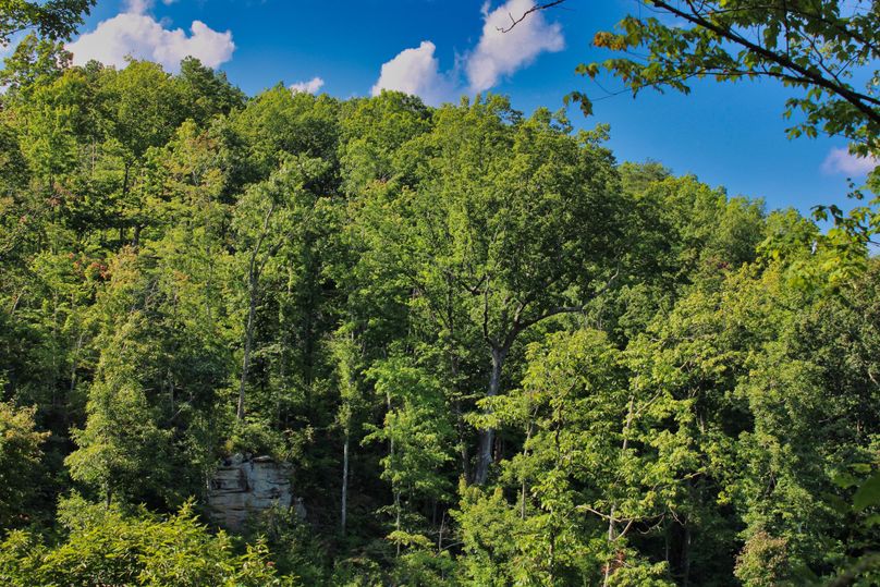 016 more beautiful views of the DB National Forest across the valley 