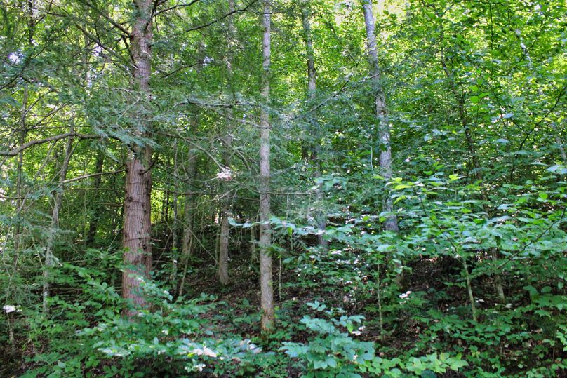 017 more nice timber mixes