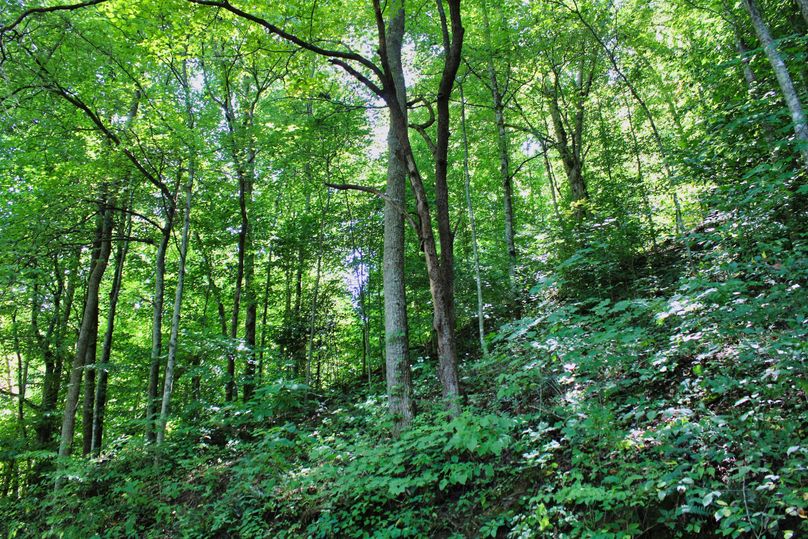 004 good mix of young and mature timber