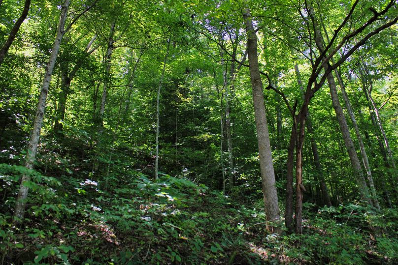 012 nice mix of young and mature timber