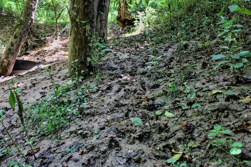 008 loads of deer trails along the creek and river