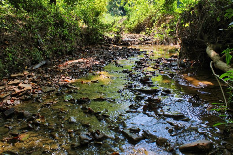 006 great flowing waters of Lynn Branch