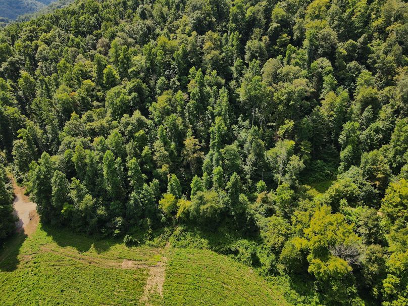 010 top down view looking South towards the timber hillside