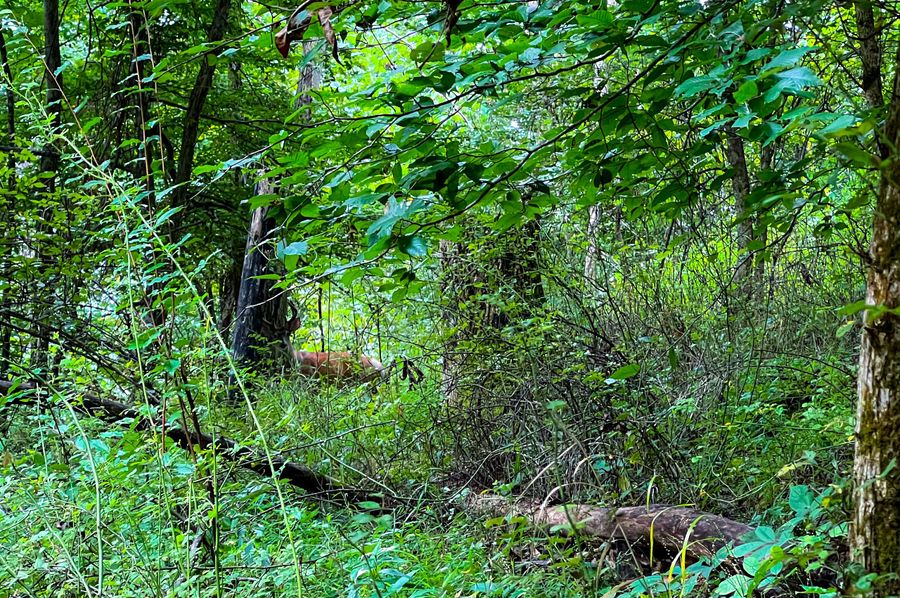 Calhoun, WV 54.45 AC Lane-53