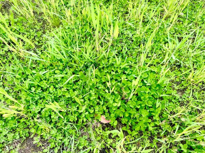24 food plot blend