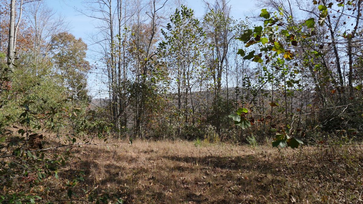 Beautiful Mountain Tract Overlooks North Fork Holston River Whitetail