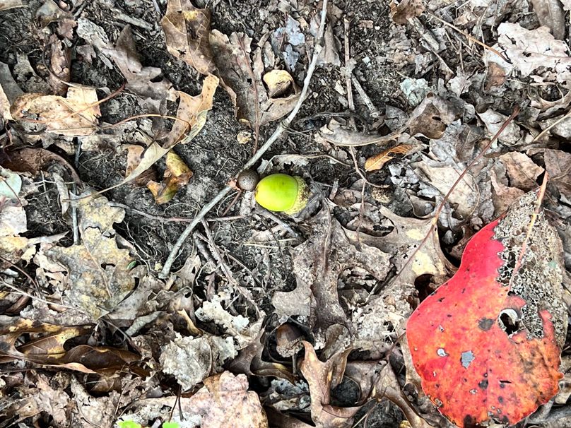 White oak acorn