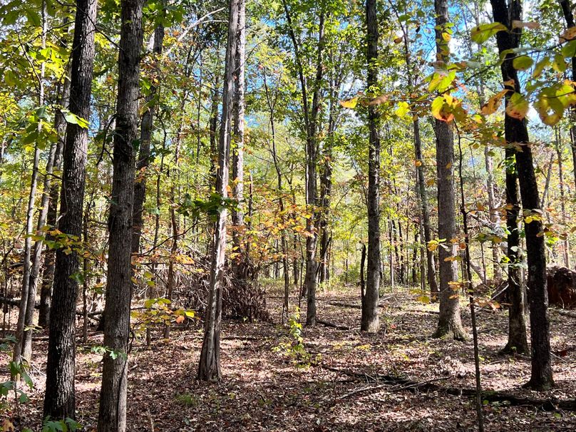 woods near storm damage