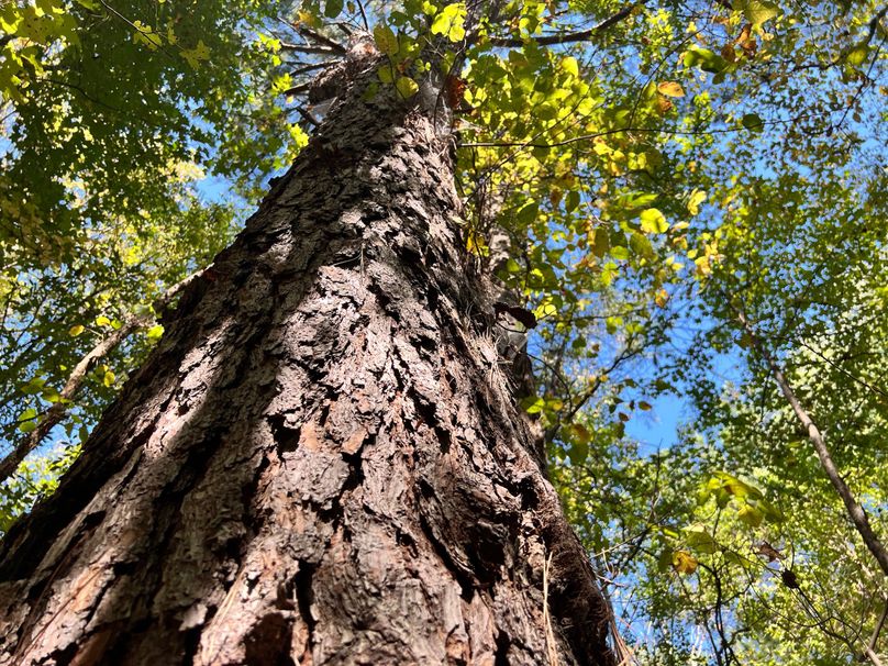 Ridgetop Mature Pine