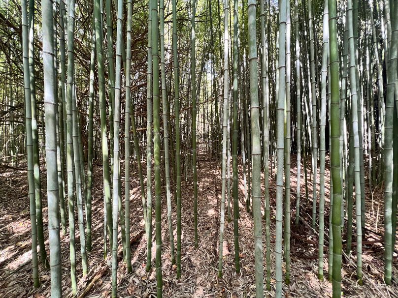 Bamboo 