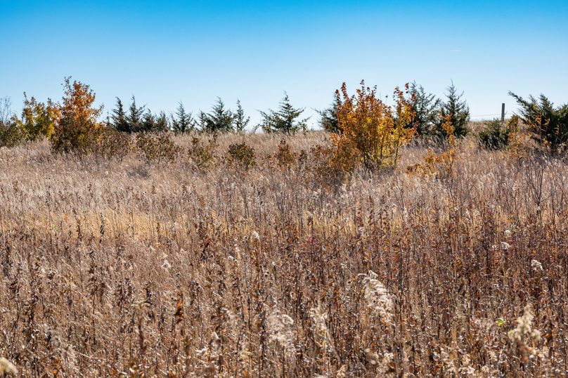 18. cedars on western side of property