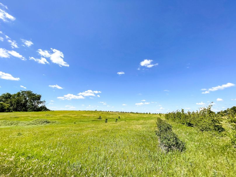 25. summer shelterbelt