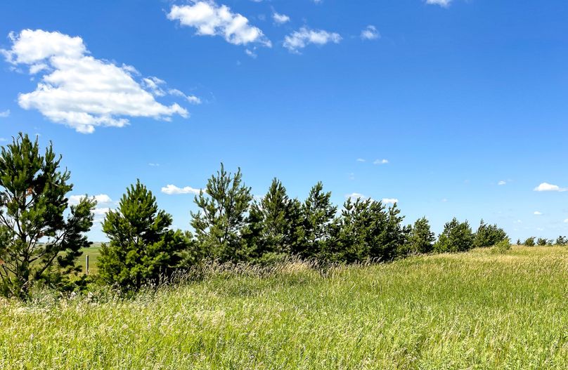 28. summer evergreens