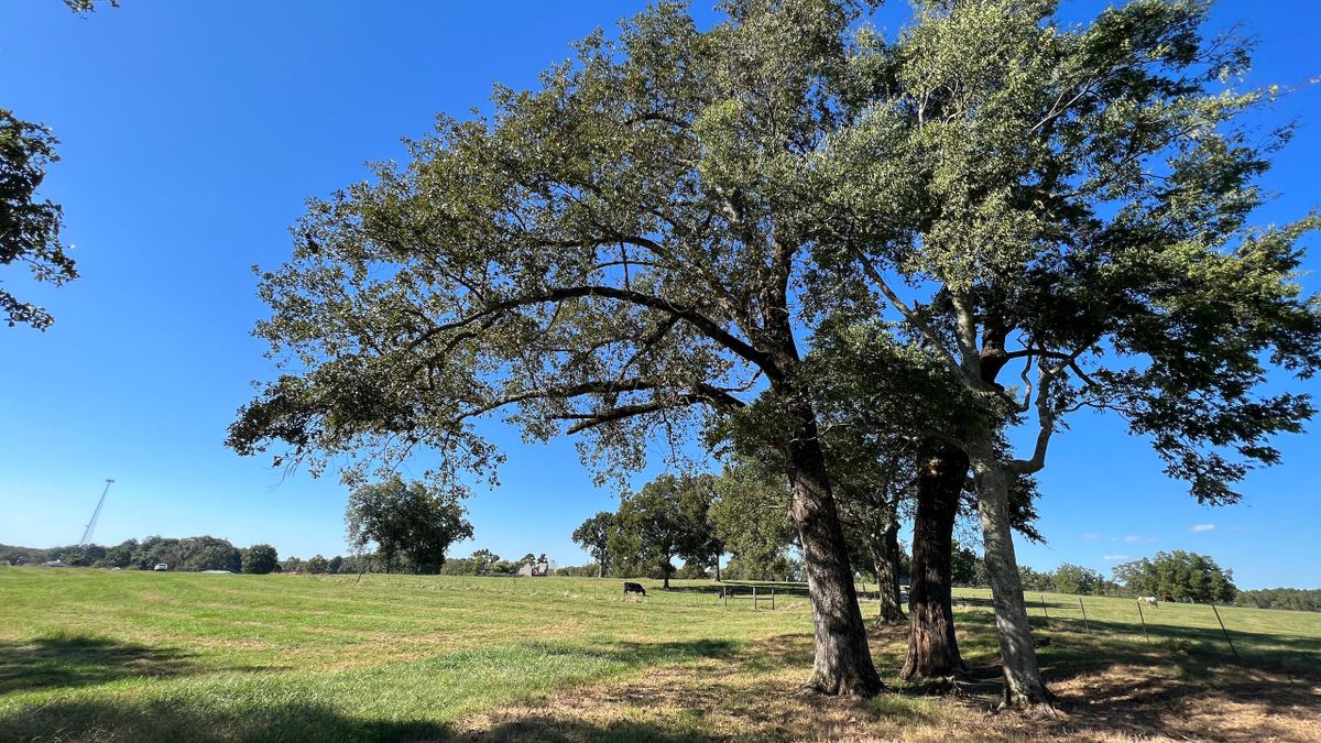 Excellent Pasture With Homesite Near Sardis/Boaz Whitetail Properties