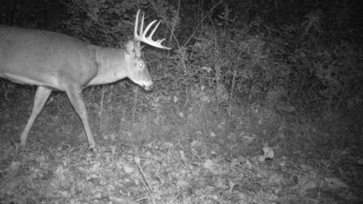 Pristine Ridgeline Hunting Camp With Canvas Bunk Tent Whitetail Properties