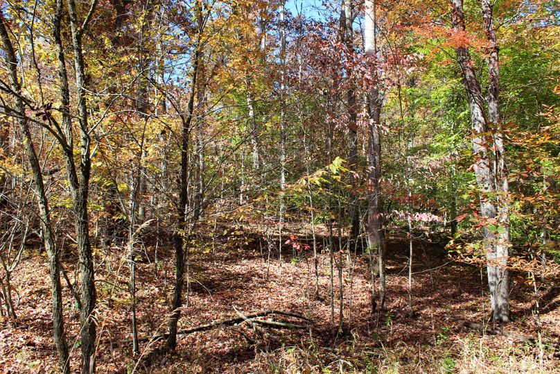 007 forested gentle slope near the middle of the property
