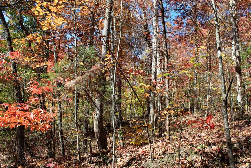 010 nice stand of midsized white oaks along a south facing slope