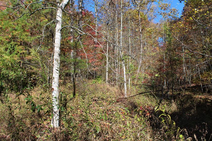 020 small secondary valley with young new growth