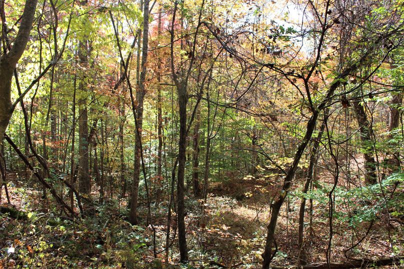 005 forested slope in the southeast area of the property