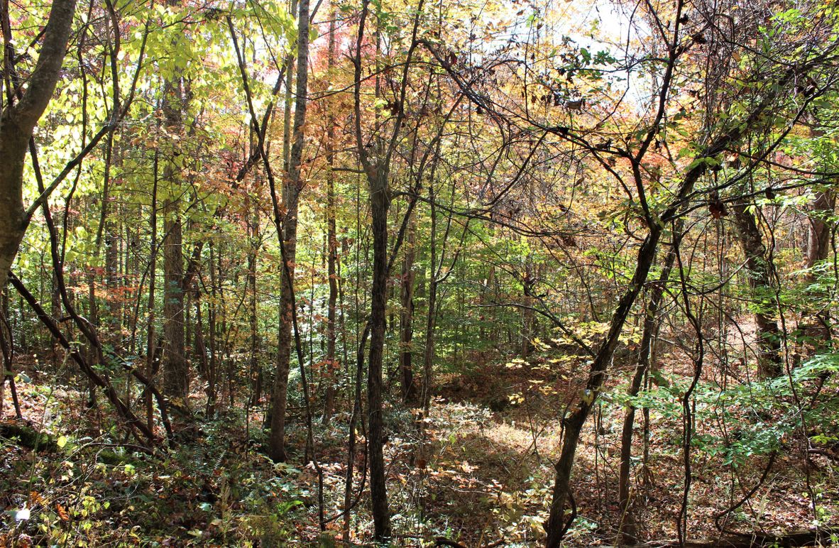 005 forested slope in the southeast area of the property