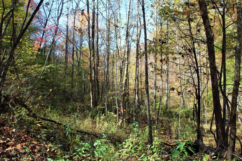 004 some of the young poplars in a secondary valley in the north area of the property