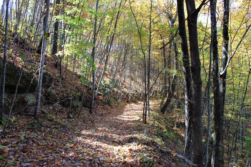 011 really nice forested roads leading throughout the property