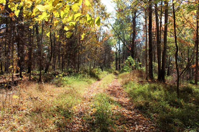 015 the forest road near the northeast entrance