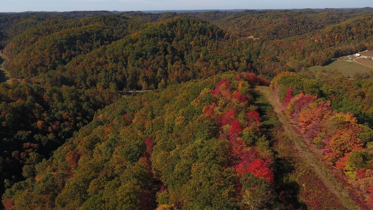Affordable Timber Property With Many Opportunities In Northeast KY