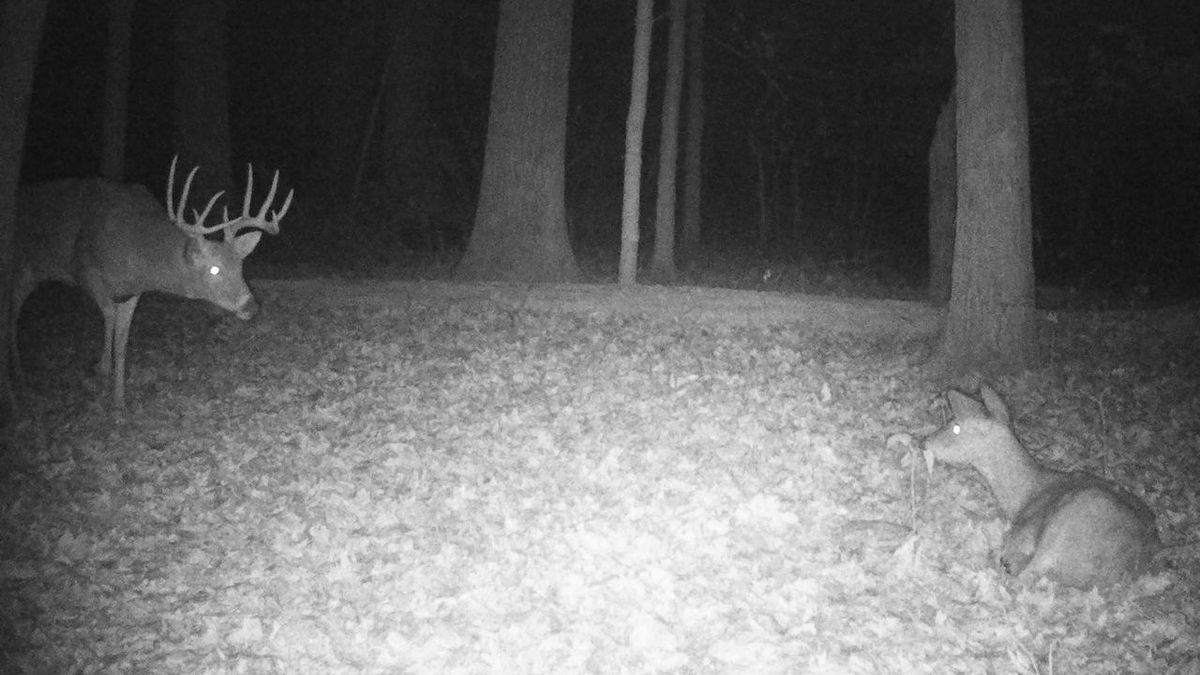 Weekend Getaway Or Permanent Residence On Secluded Acreage Near Martinsville Whitetail Properties