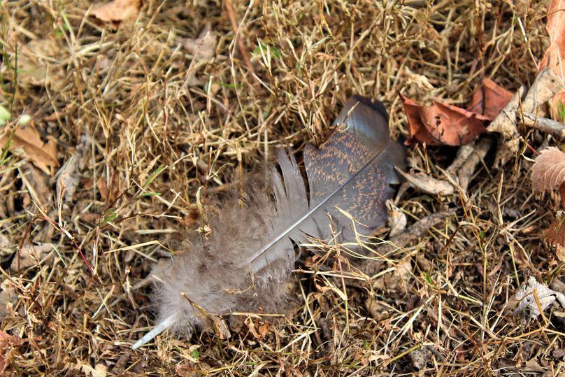 013 turkey feather at the campground area