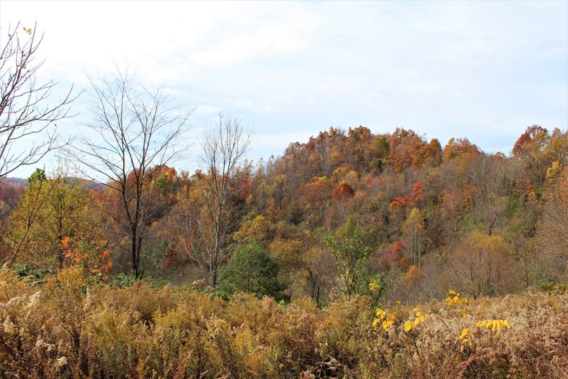 010 some of the upper brush and old field growth areas