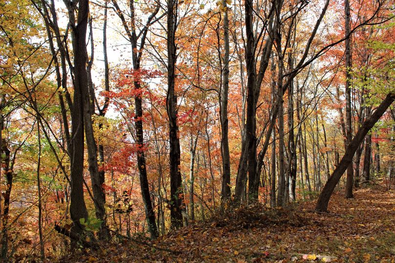 026 some more of those gorgeous fall colors along the road in