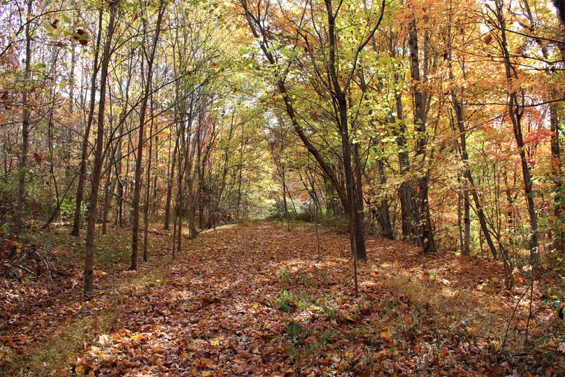 002 the old haul road leading along the upper rim of the property