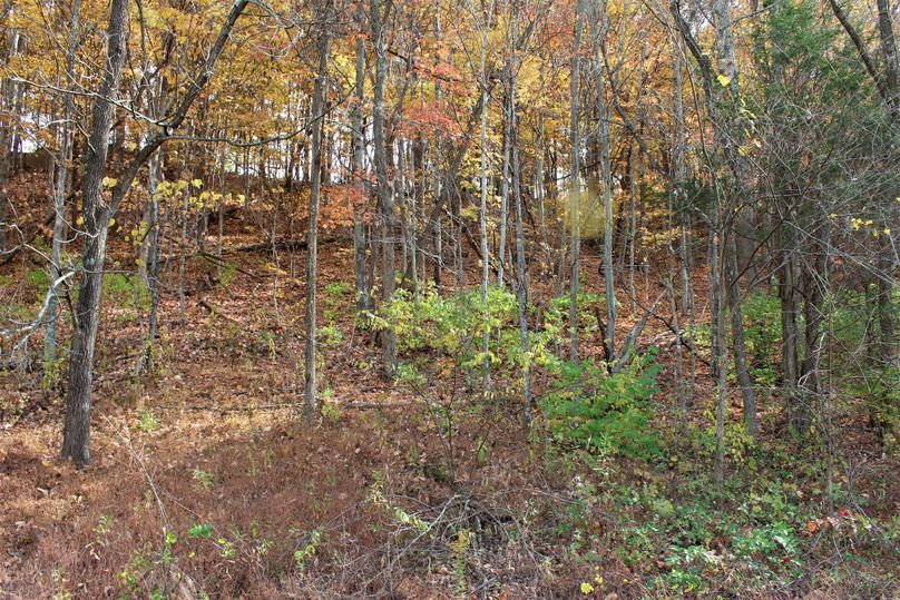 030 some open woods just above the campground area