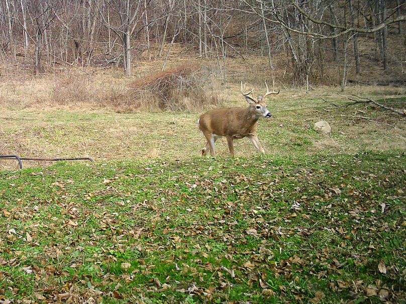 003 nice buck out strolling in daylight