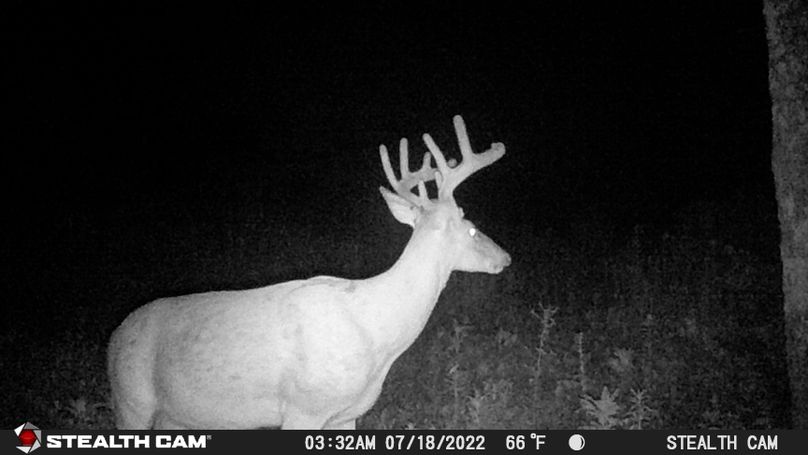 002 good young buck coming on