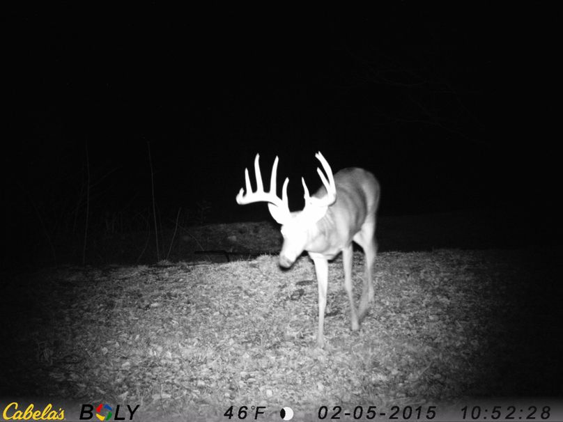 004 Big framed buck actual date 2021