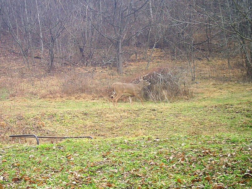 005 lot of daylight pics of bucks