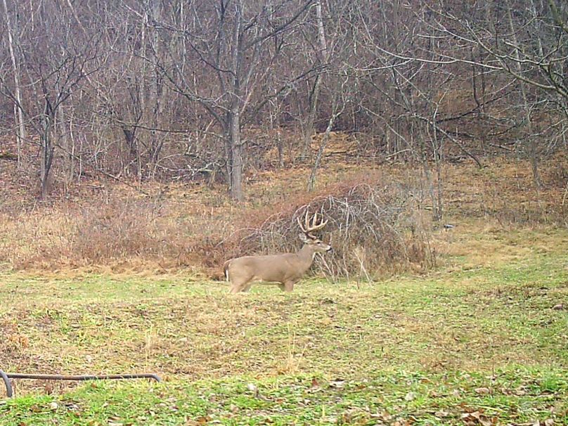001 big framed buck taken in November 2021