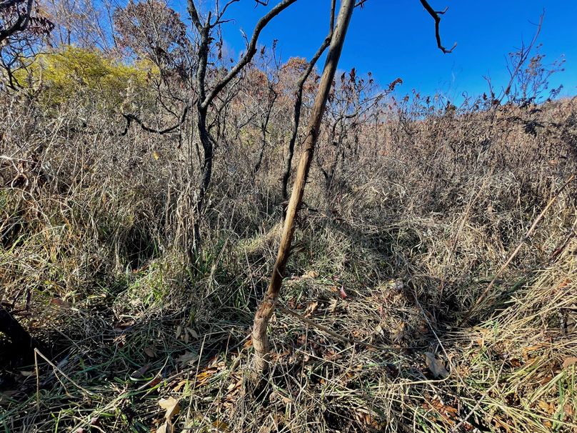 La Crosse 1.95 - 15 of 17