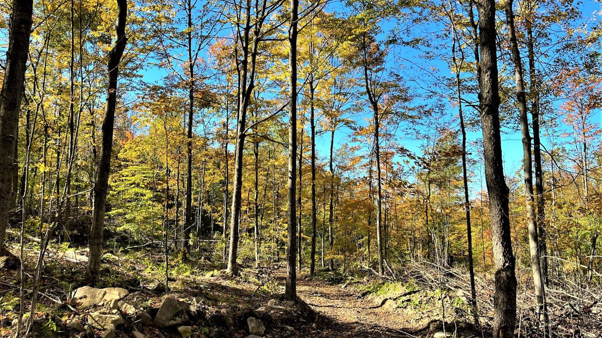 Deer Hunting Property Near Little Valley NY Whitetail Properties