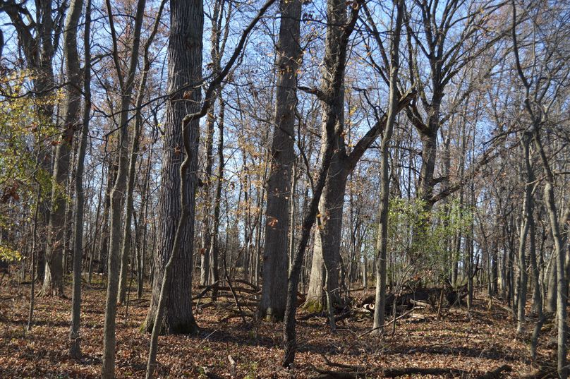 woods 2