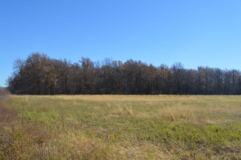 west edge of woodlot