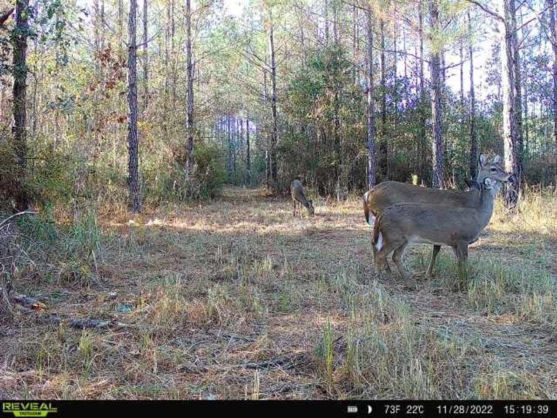 Trail Cam Pic 1