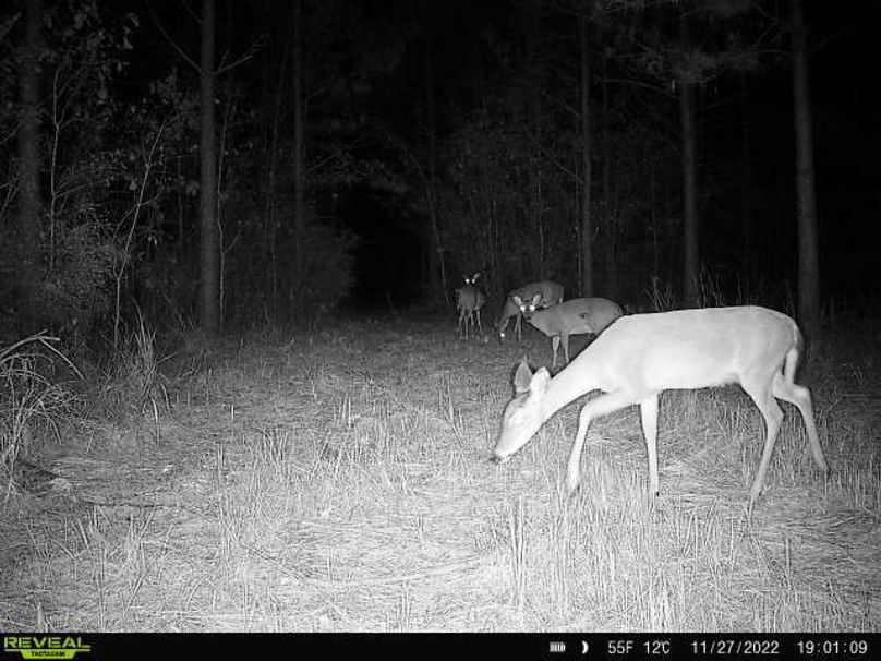 Trail Cam Pic 4