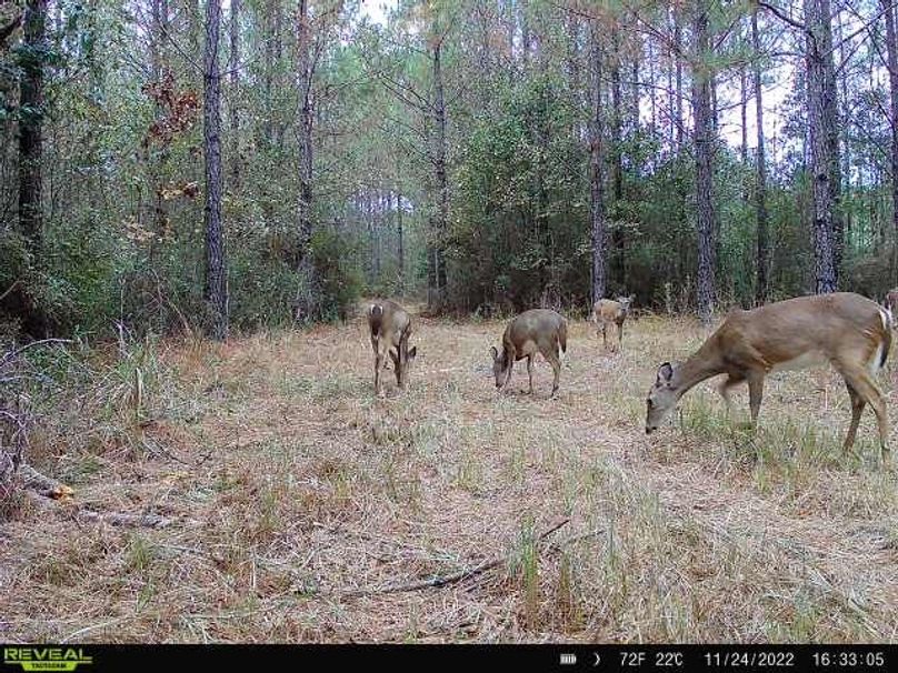Trail Cam Pic 3