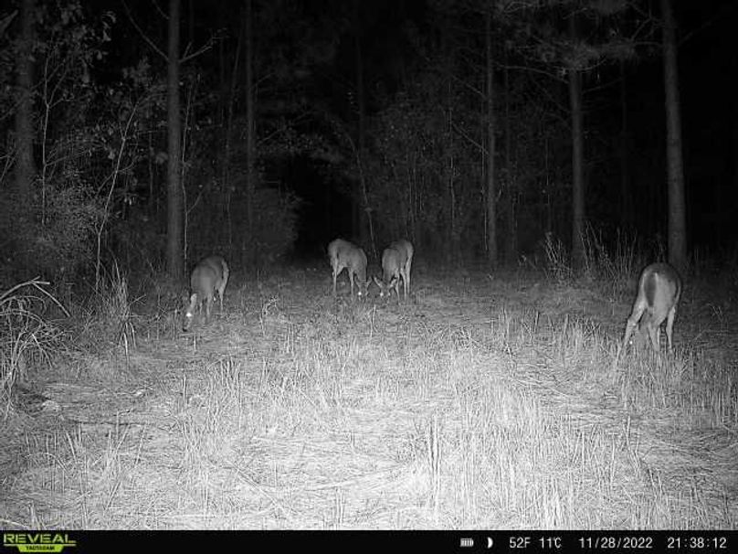 Trail Cam Pic 7