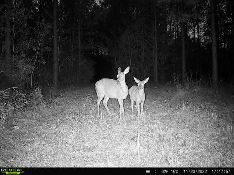 Trail Cam Pic 6