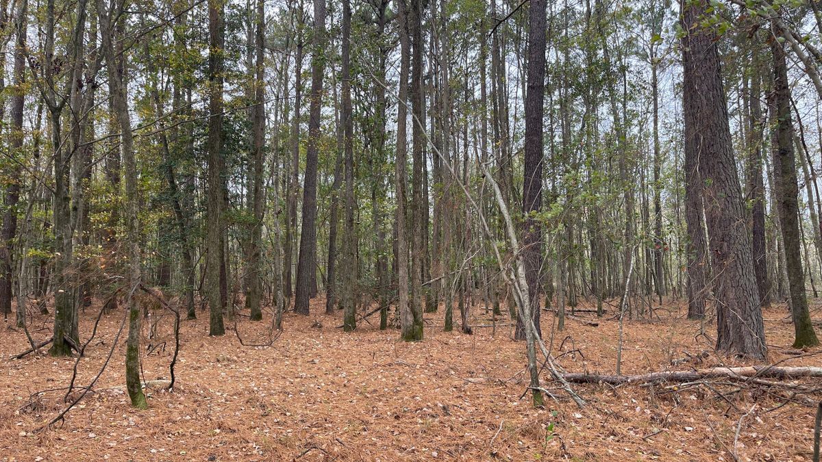 Blackwater Drive Recreational And Timber Parcel Whitetail Properties